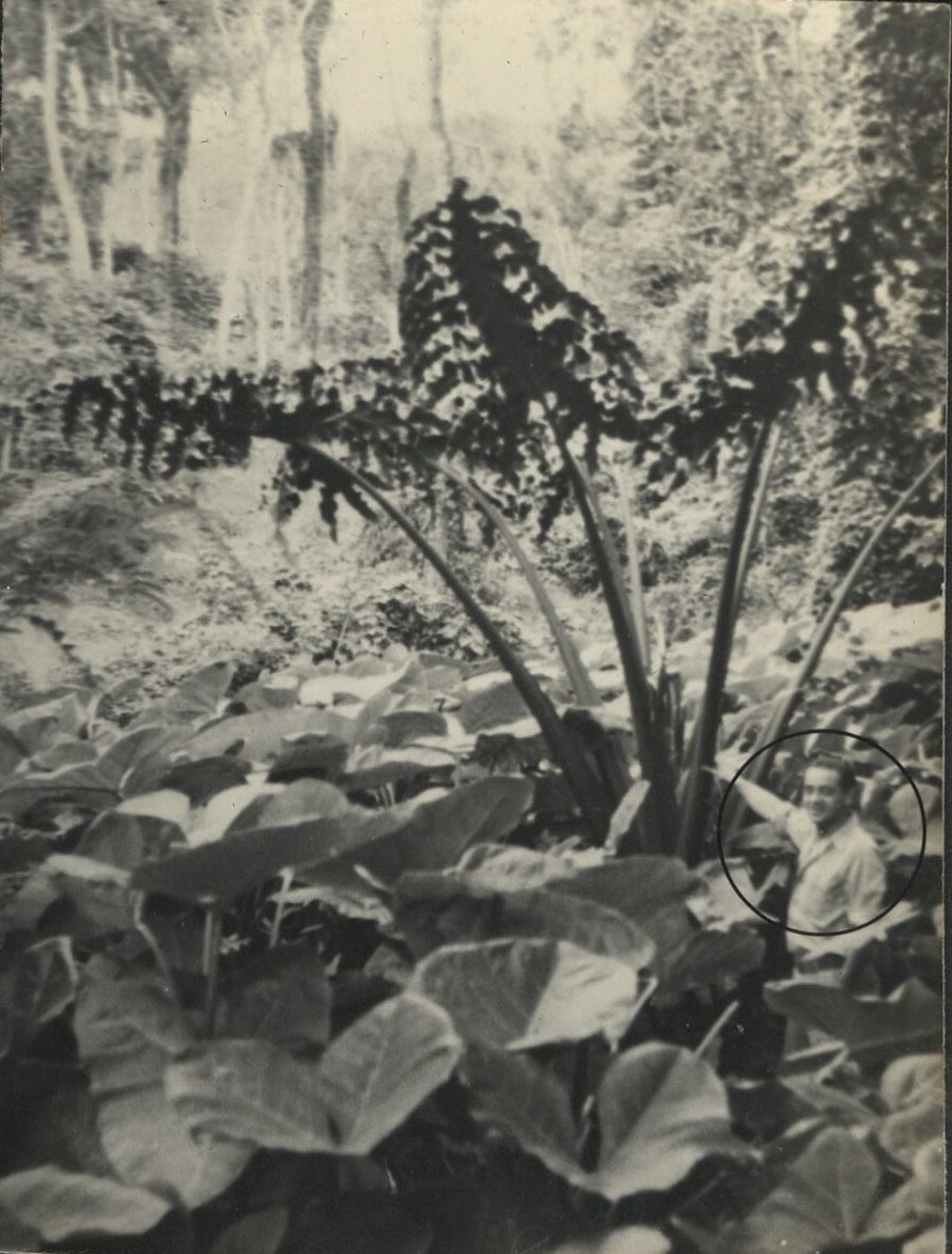 Giant Aroid (baby) [Soldier and giant philodendron, Makiling National Park].