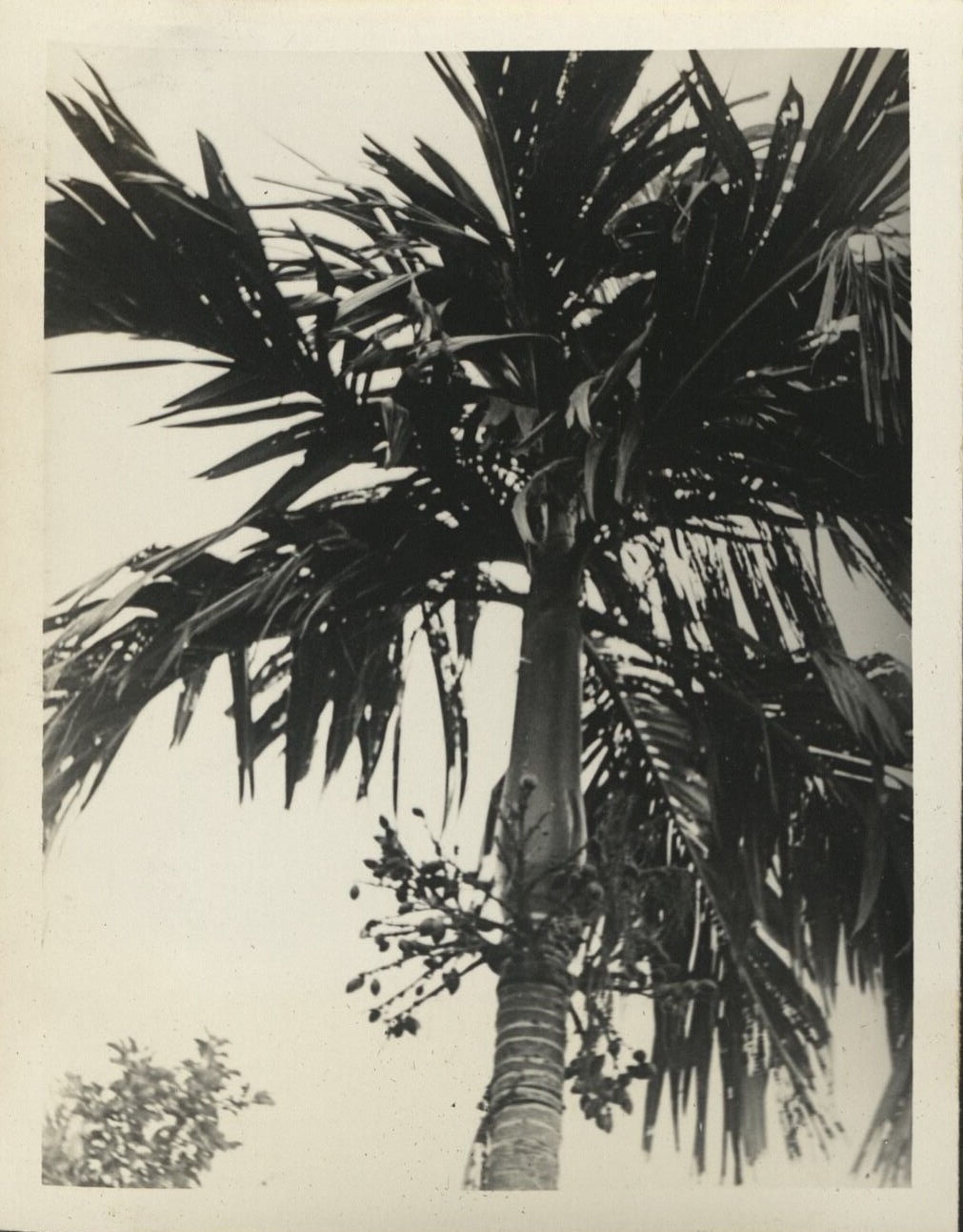 Areca catechu (Bunga, betel nut).