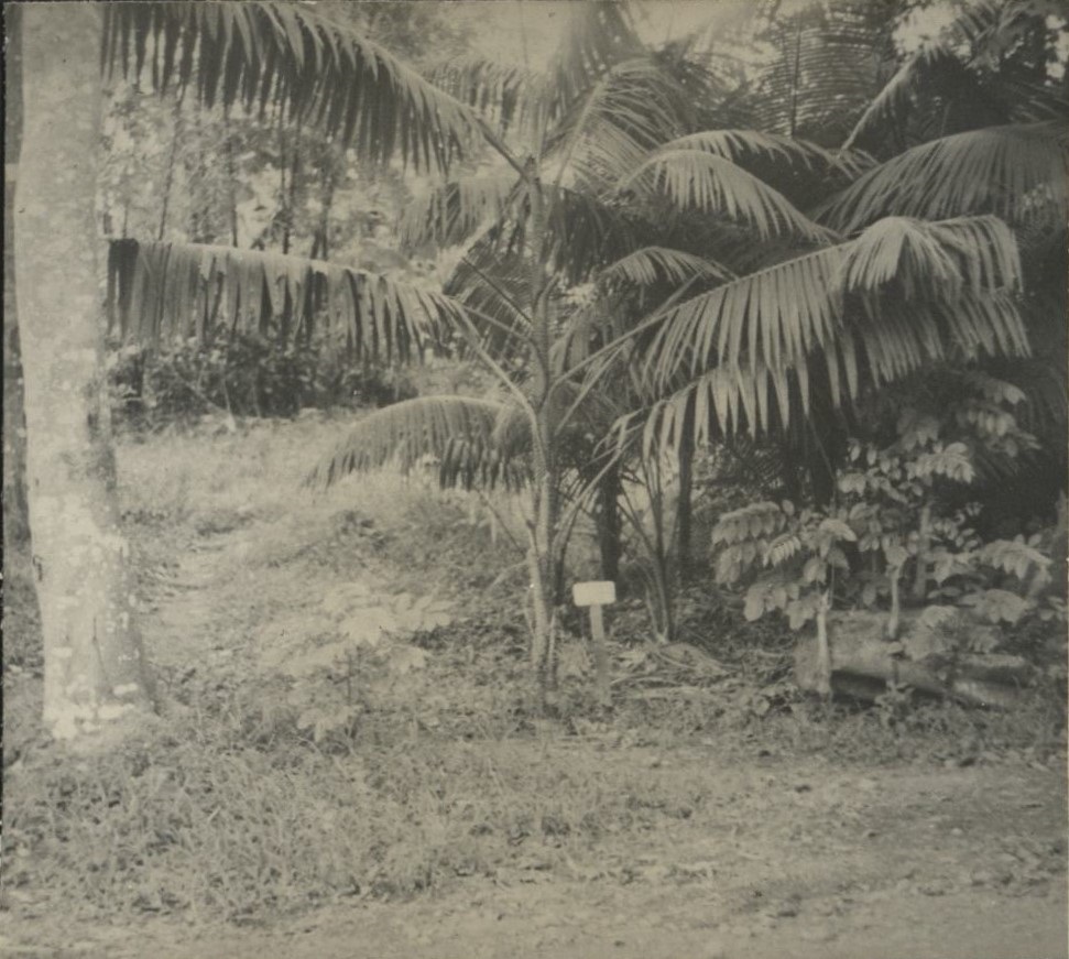 Palasan palm [Calamus maximus, a rattan palm], 2″ thorns.