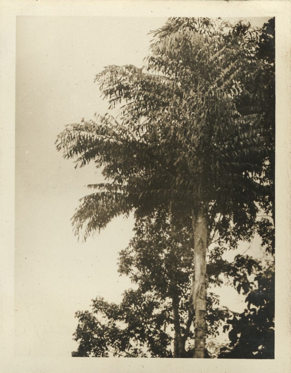 Fishtail palm [Caryota spp.], rare.