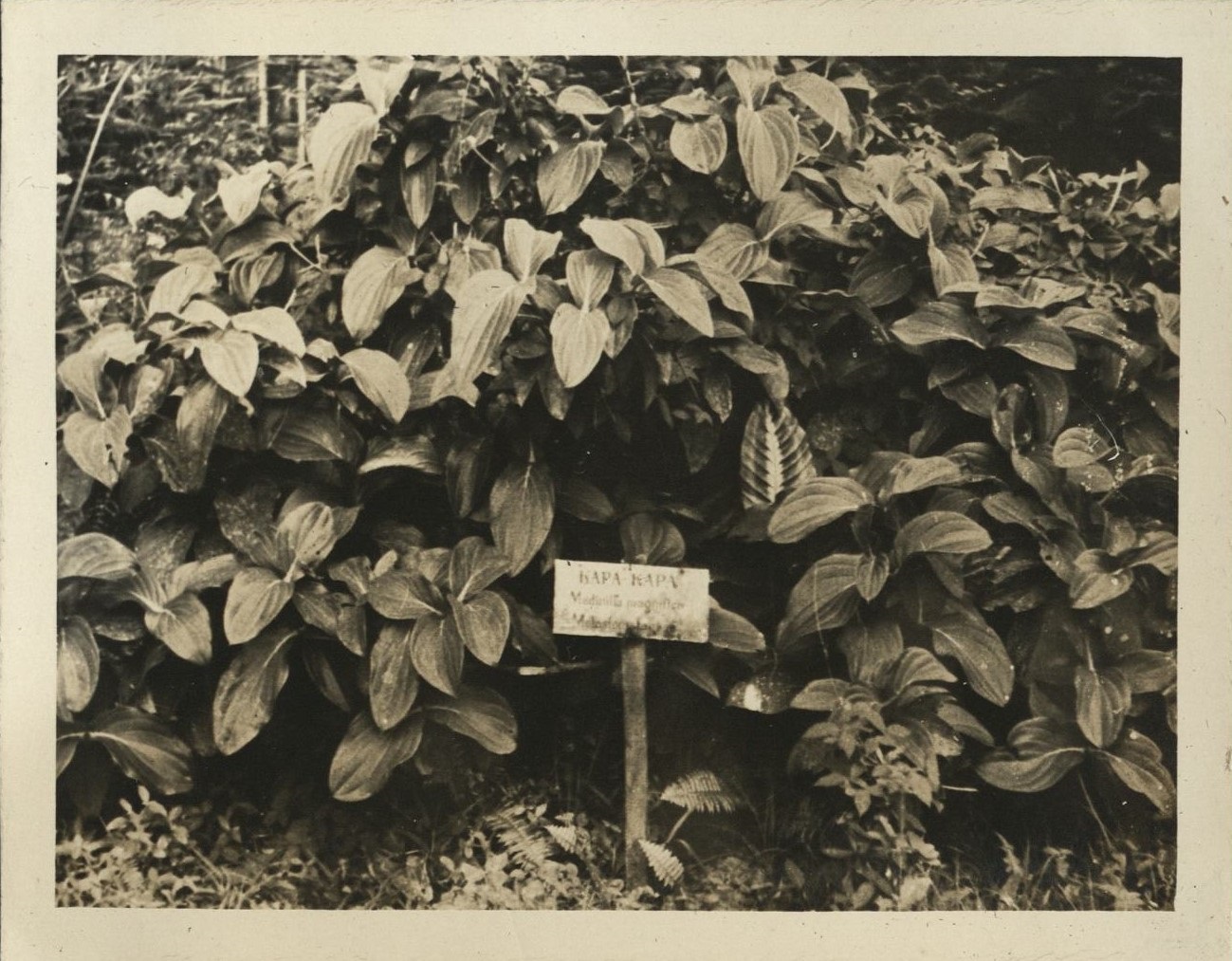 Kapa-kapa (Medinilla magnifica).