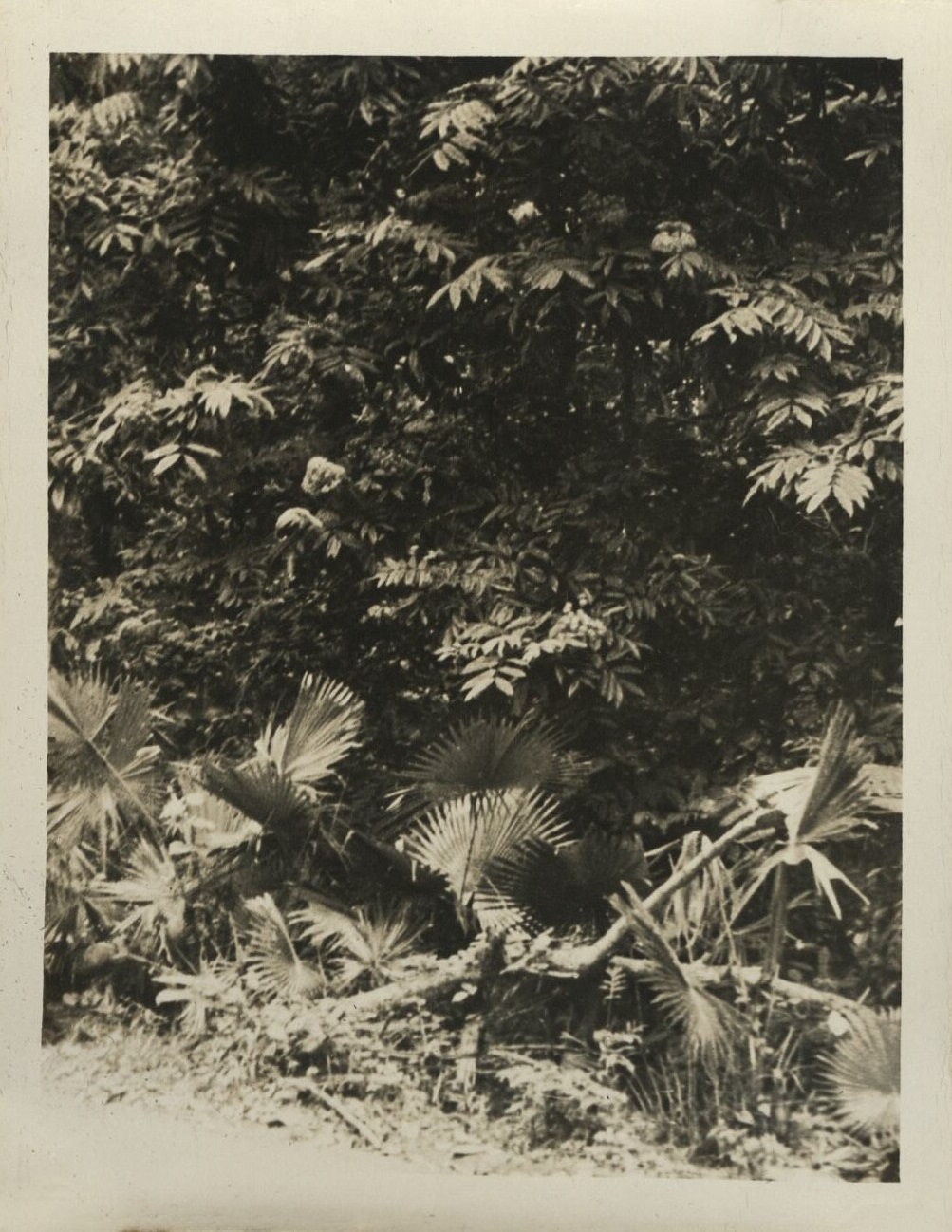 [Untitled – Palms and trees on a roadside].