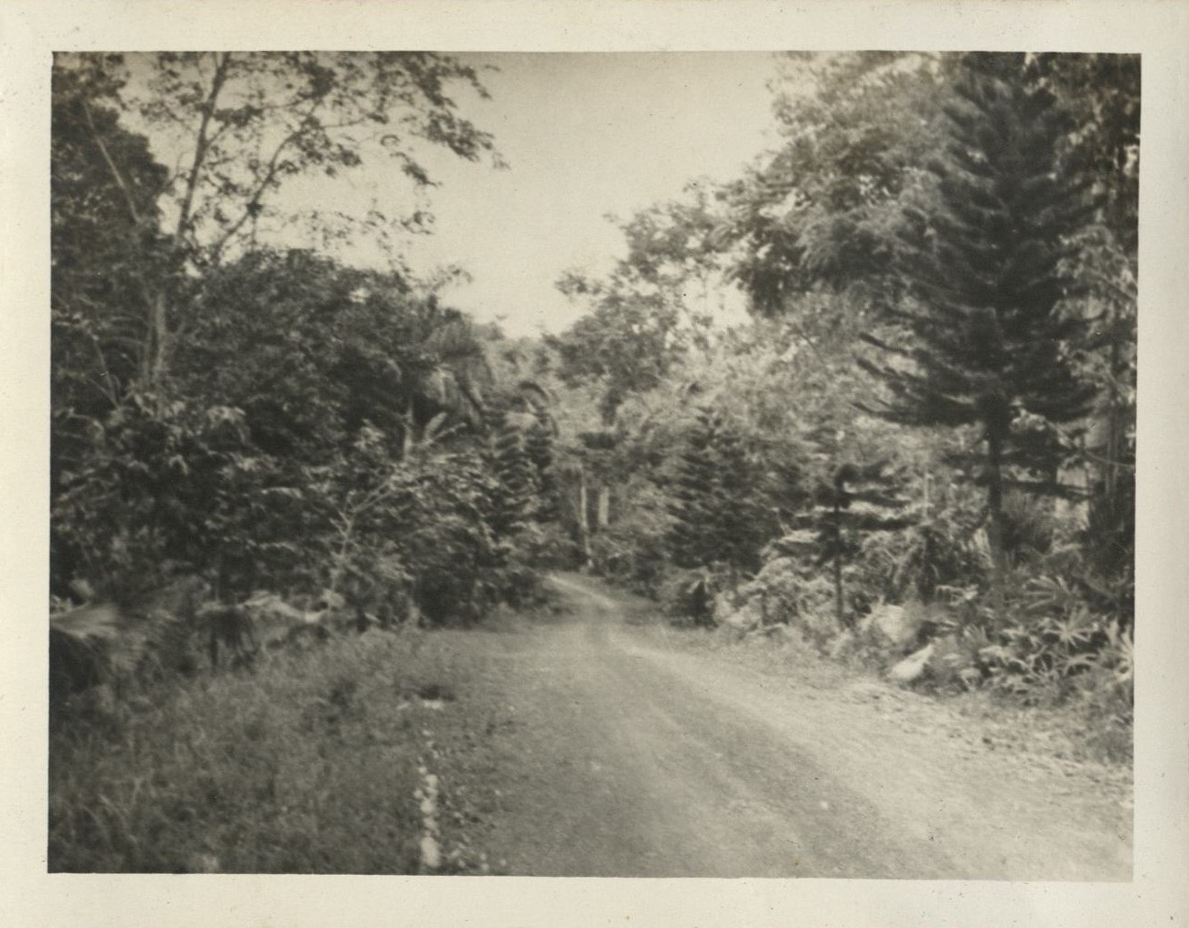 Road to Makiling’s crater.