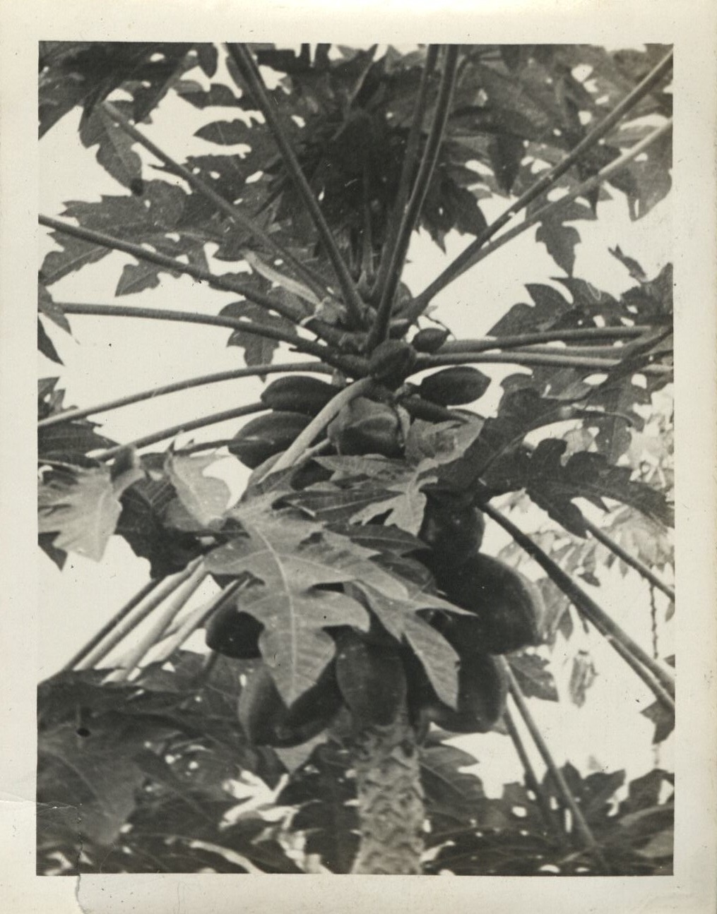 Carica papaya.