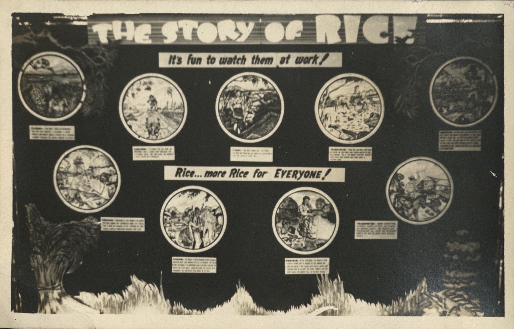 The story of rice (wall display).