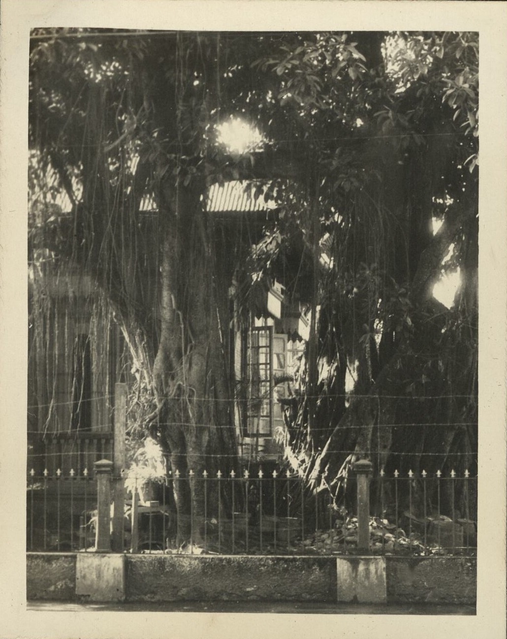 Ficus [Banyan tree].