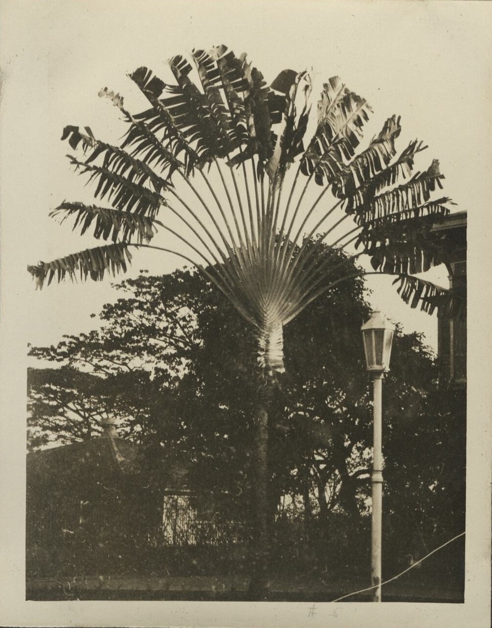 Traveller’s tree [Traveler’s tree].