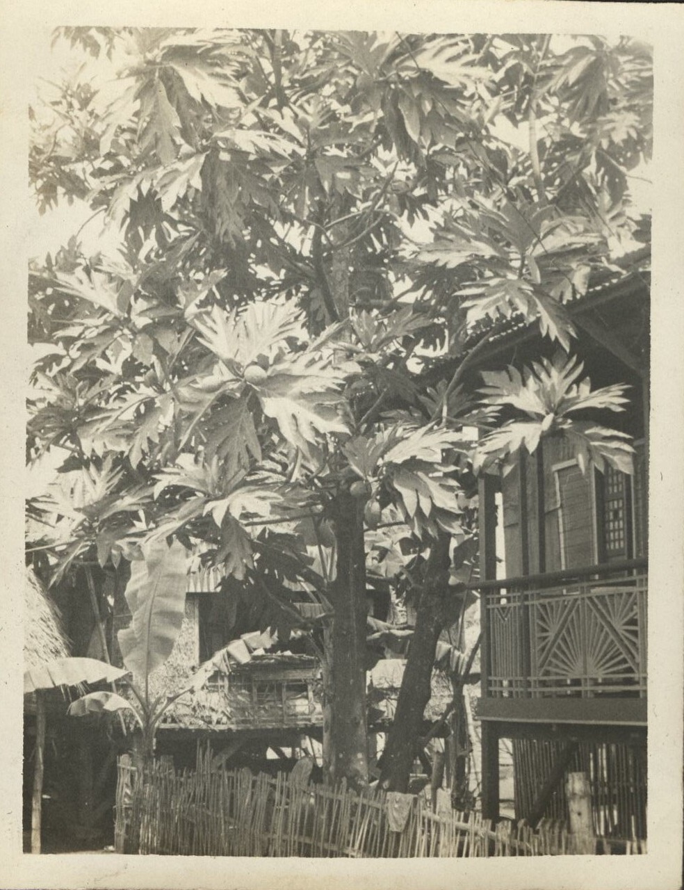 [Untitled – Pakok, or breadfruit tree].