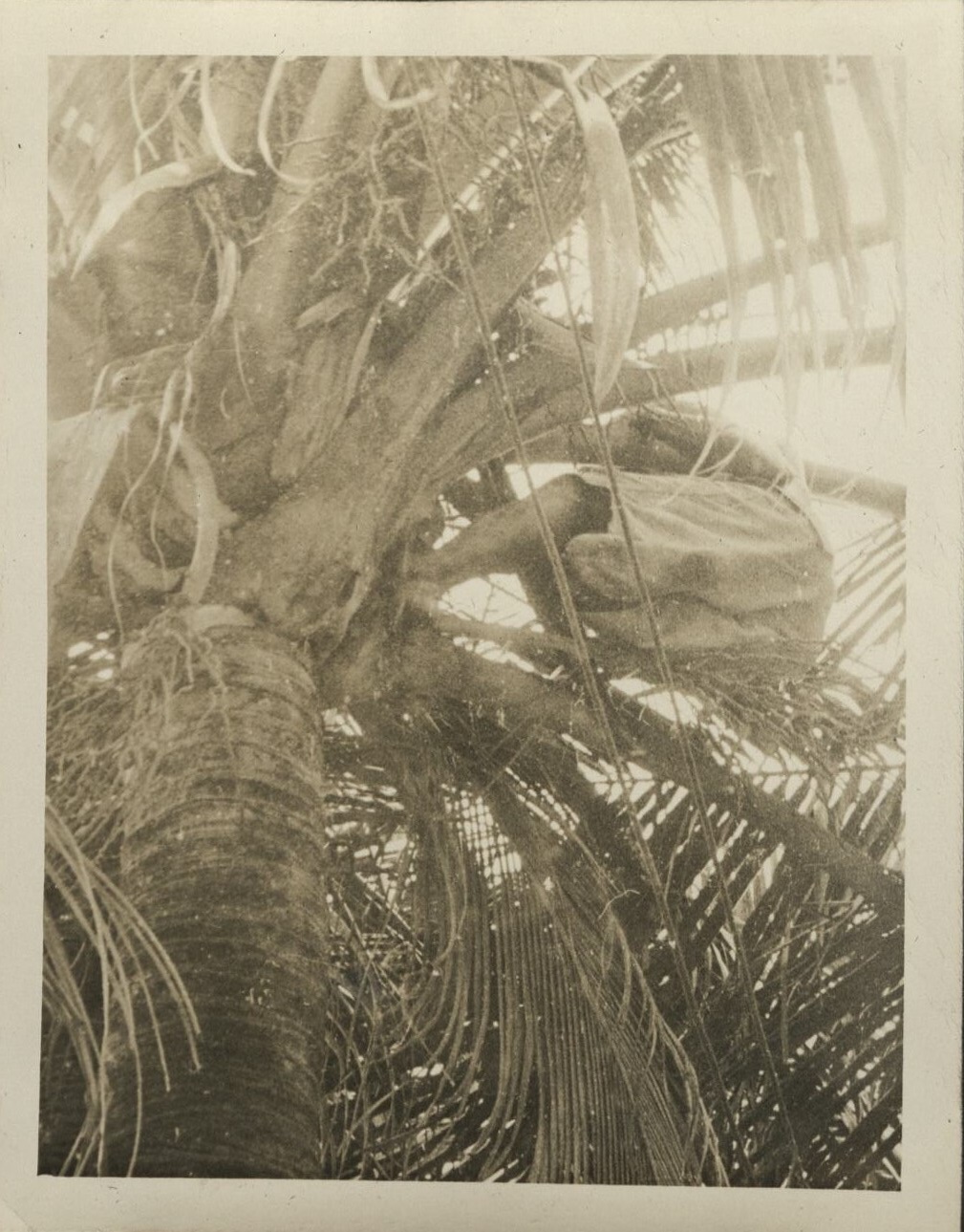 [Untitled – Filipino man cimbing palm tree].