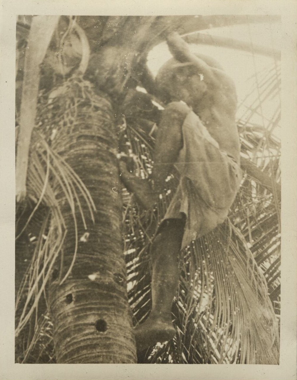 [Untitled – Filipino man cimbing palm tree].