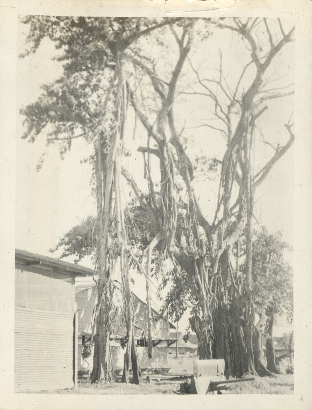 Banyan [tree].