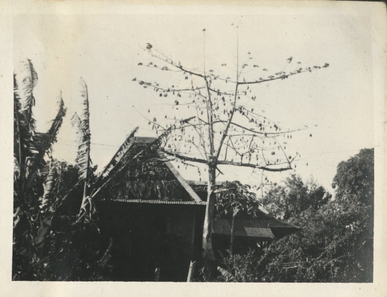 Kapok tree – Pasig, Rizal.