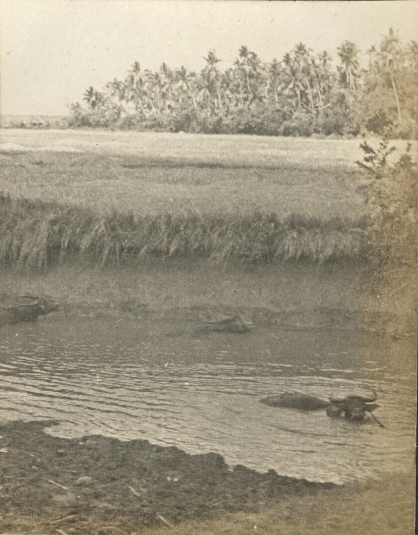 [Untitled – Carabao cooling off in a water hole].