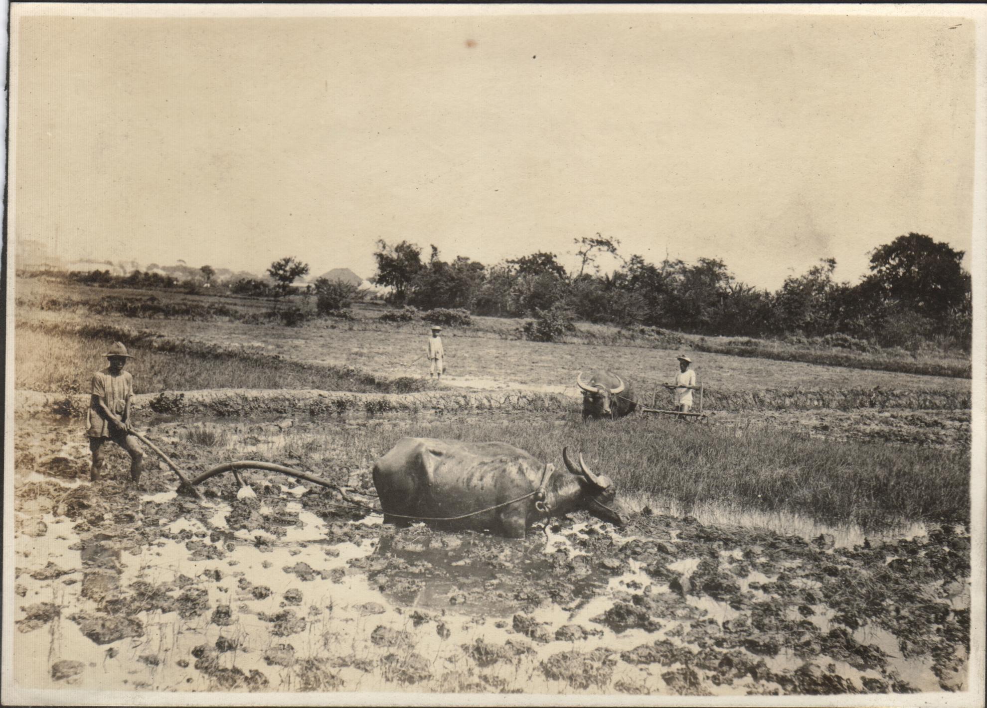 Plowing and harrowing a field for planting sugarcane [or zacate?].