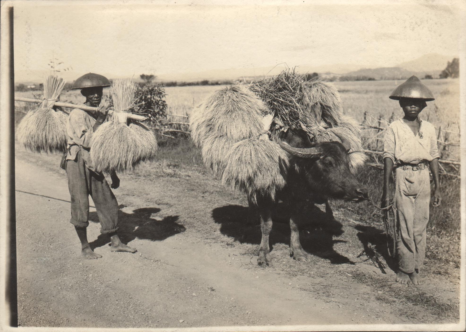 Carabao and man carrying palay coming from the field at home. Bacarra, Ilocos Norte.