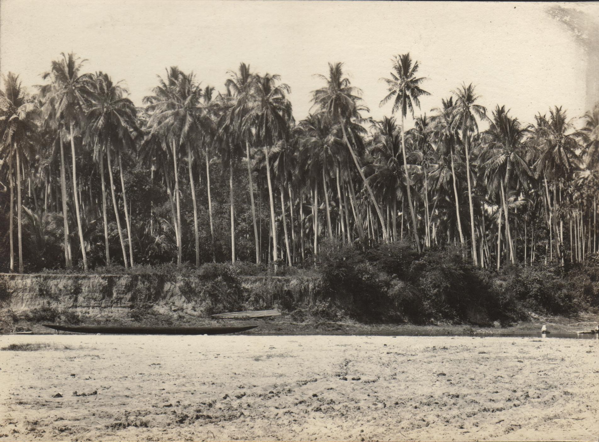 Panoramic view of coconut groves at Mangaldan, Pangasinan Province [left half].