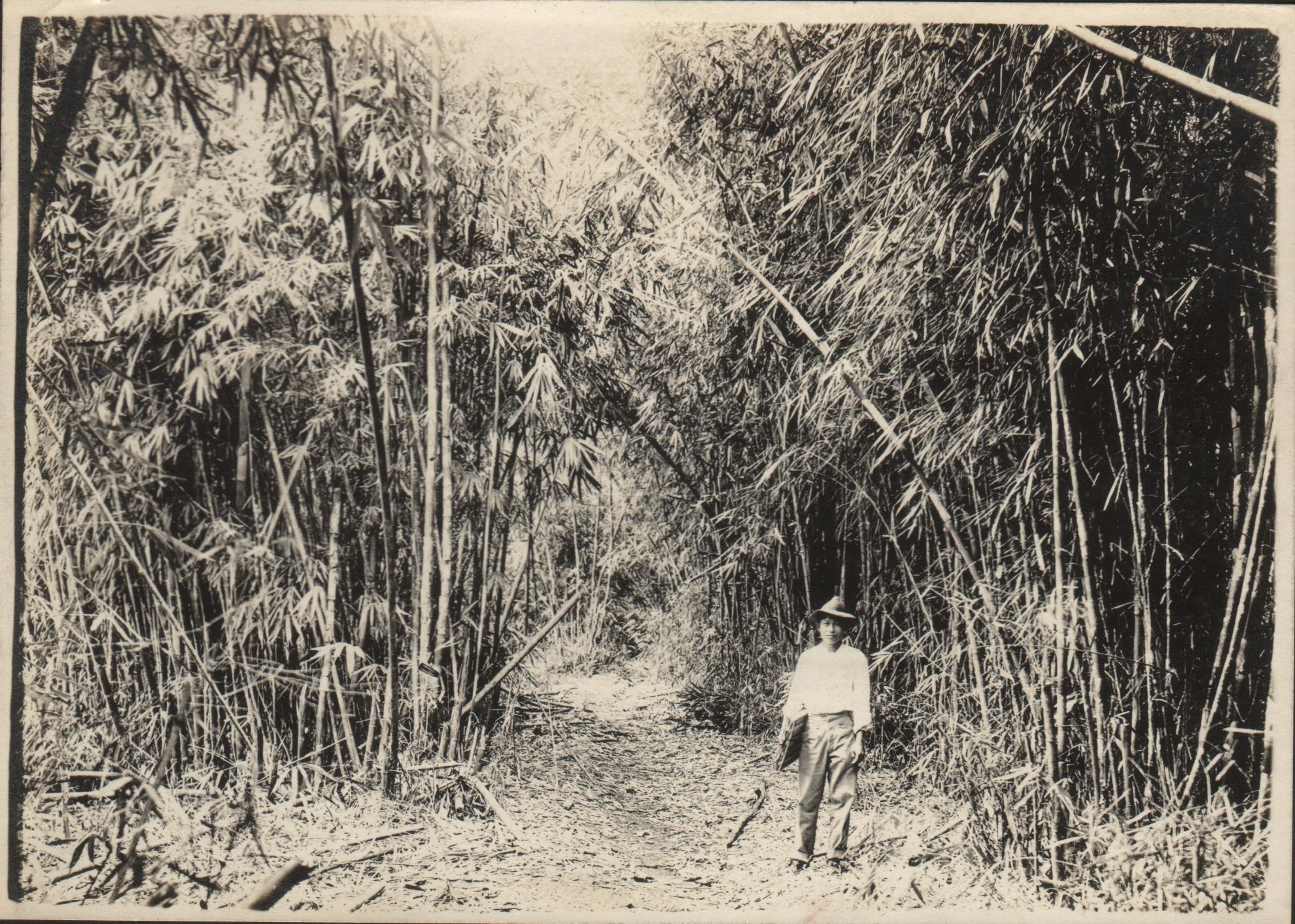 Mountain bamboo, Limay, Bataan.