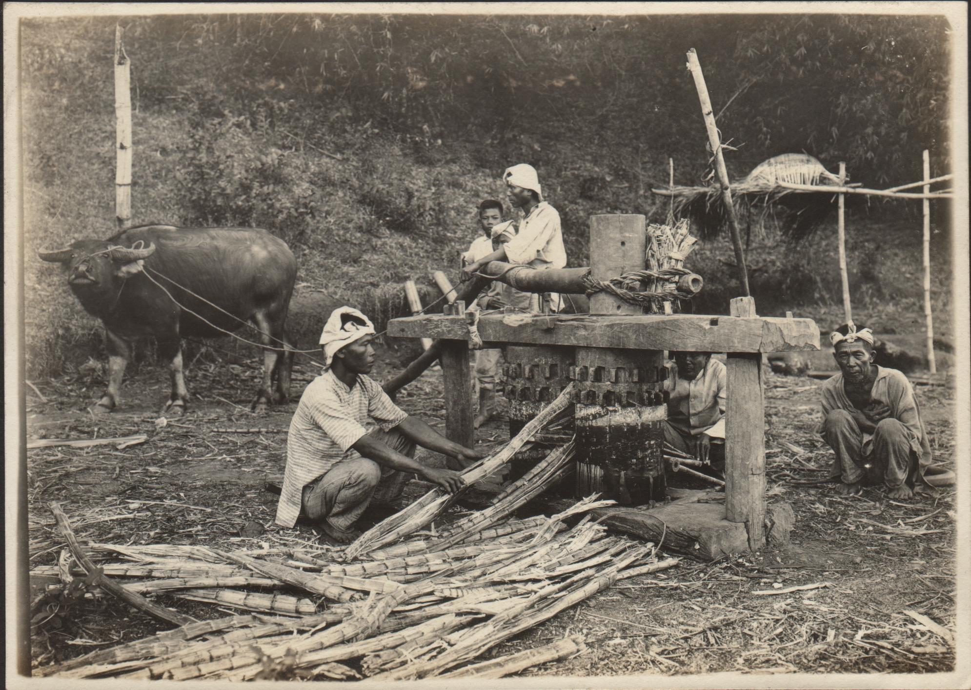 [Untitled – Grinding sugarcane].
