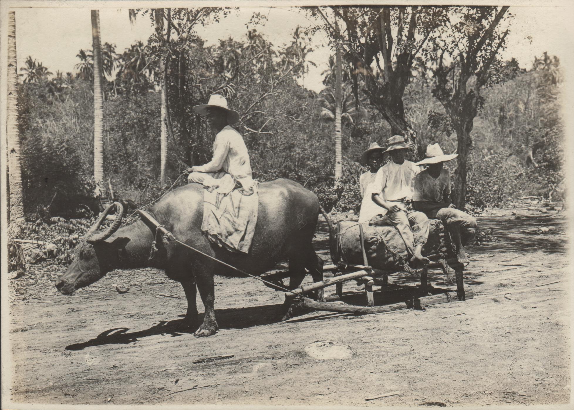 Sled drawn by carabao bringing copra to the market at Barrio Mojon, Laguna, P. I.