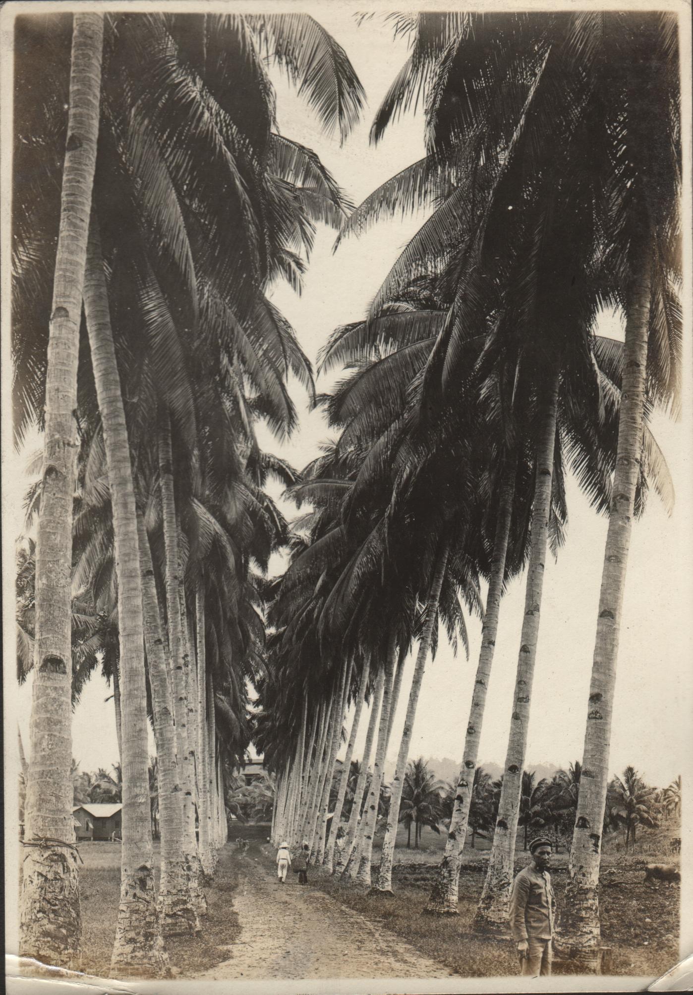 Coconut Avenue in Jolo.