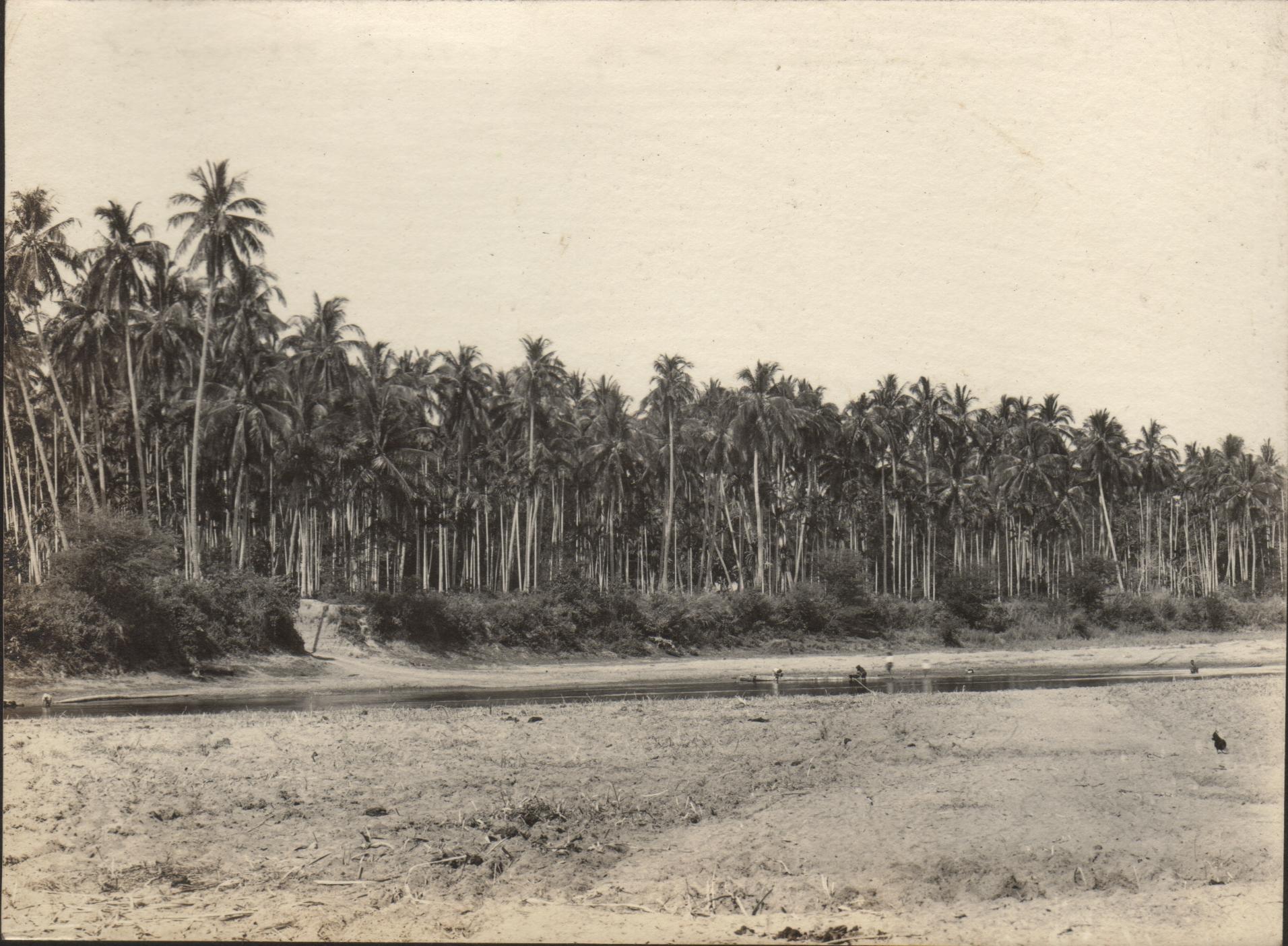 Panoramic view of coconut groves at Mangaldan, Pangasinan Province [right half].