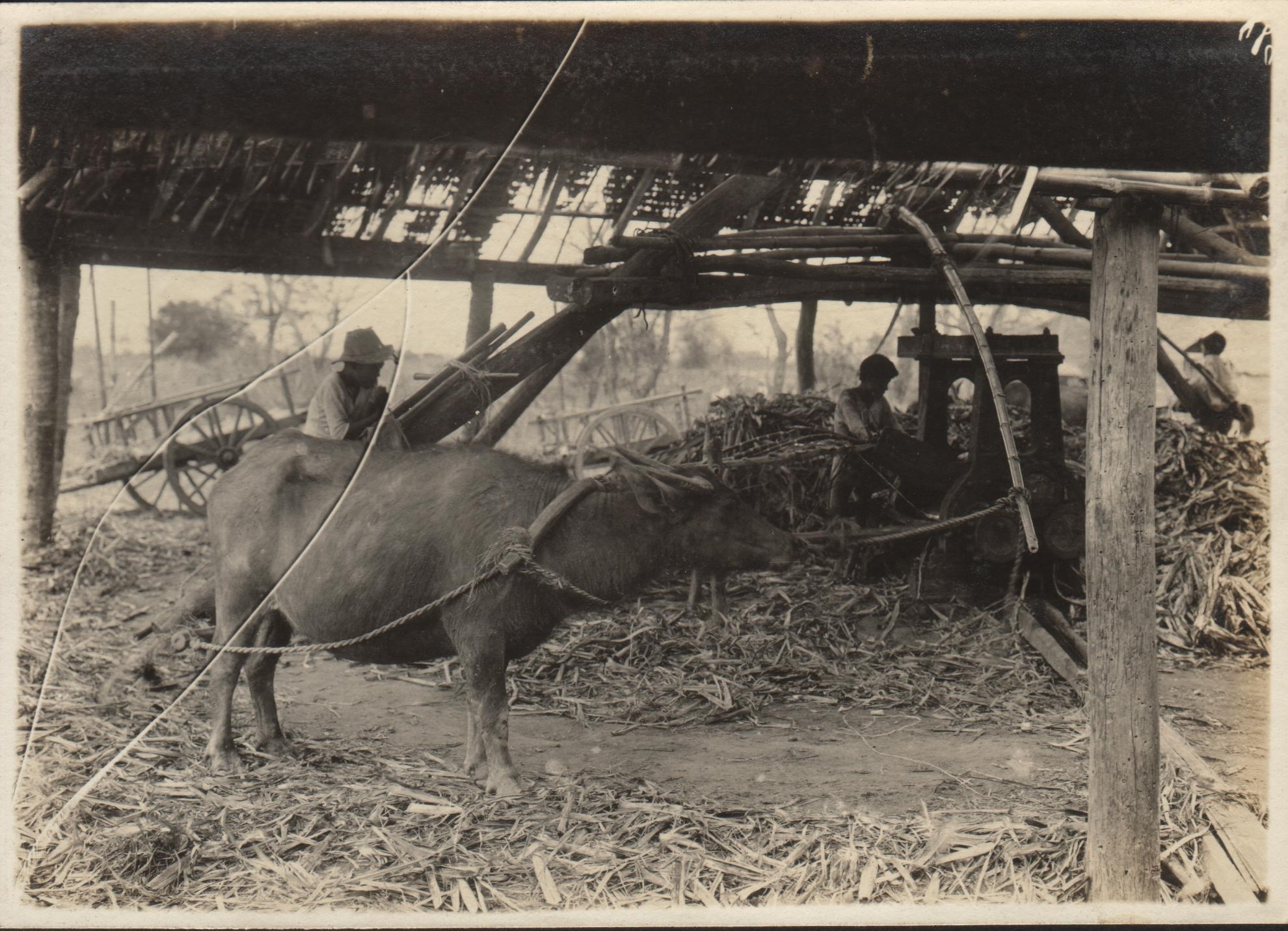 [Untitled – Grinding sugarcane].