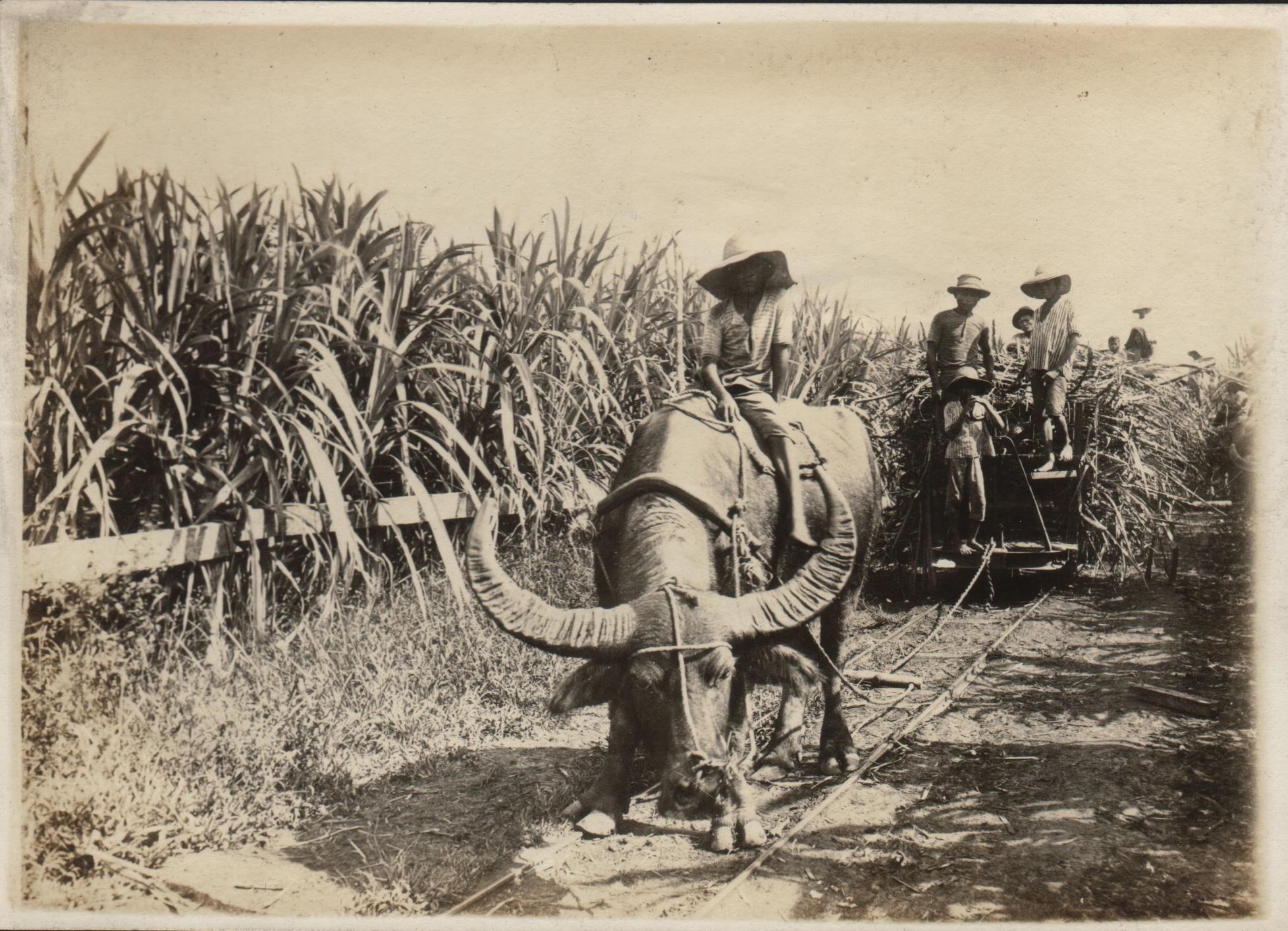 Carabao hauling sugar cane, Fabrica Negros.