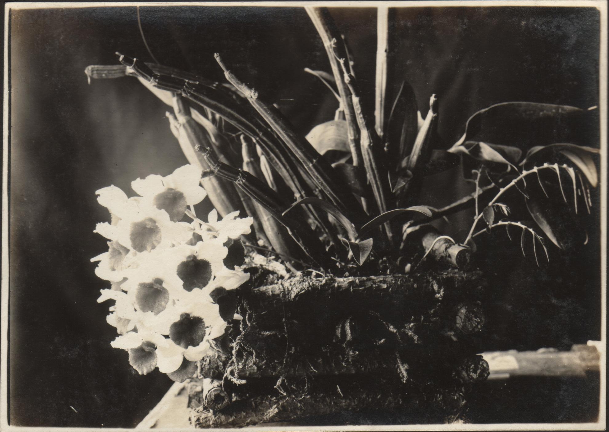 Orchid.
