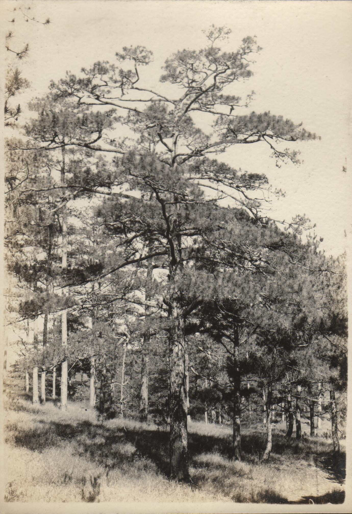 Pine woods near Baguio.
