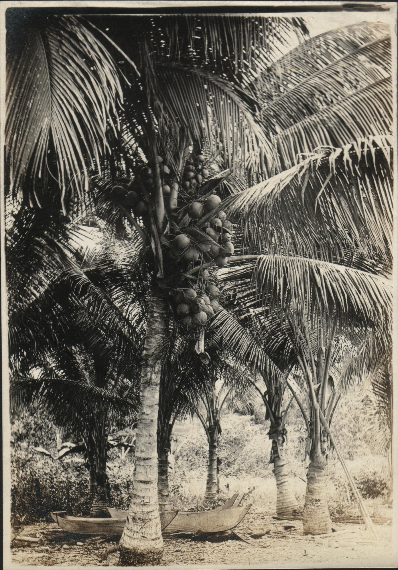Coconut tree in fruit. San Ramon Fram [Farm?].