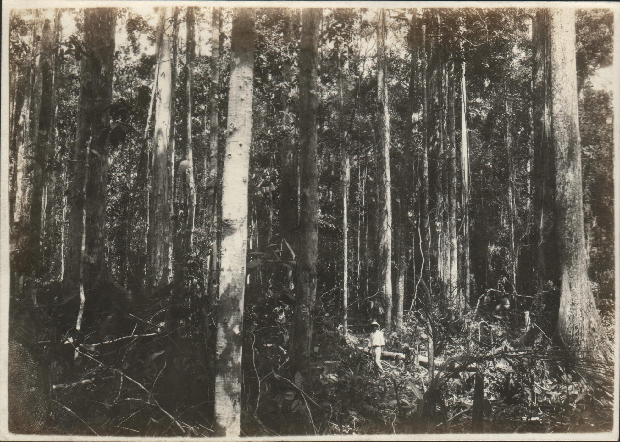 Forest scene. Negros.