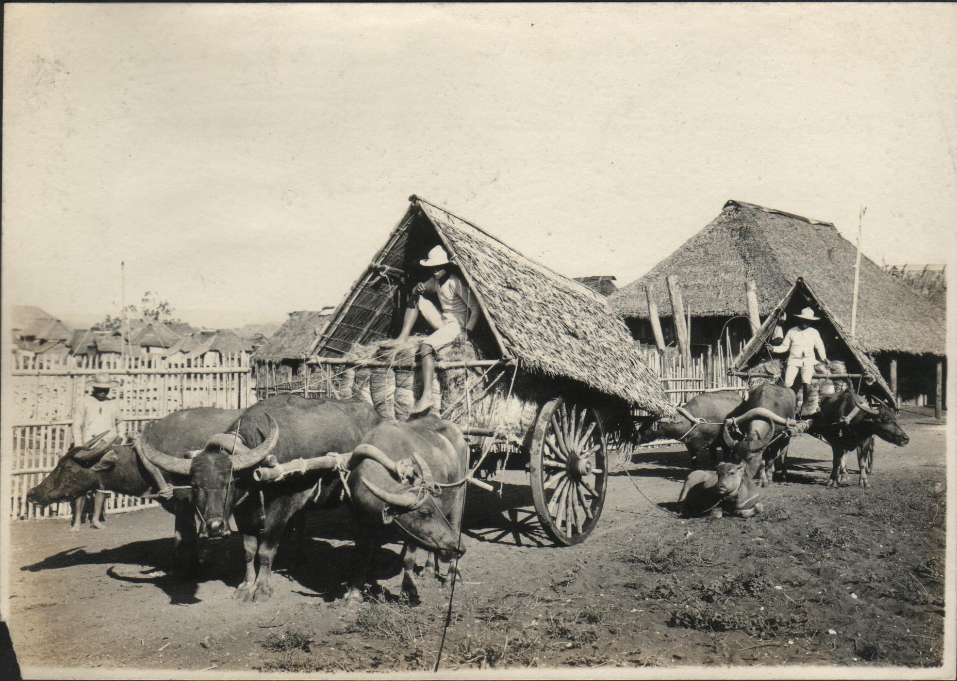 Two carts hauled by three carabao each, transporting hemp to the market. Tabaco, Albay Province.