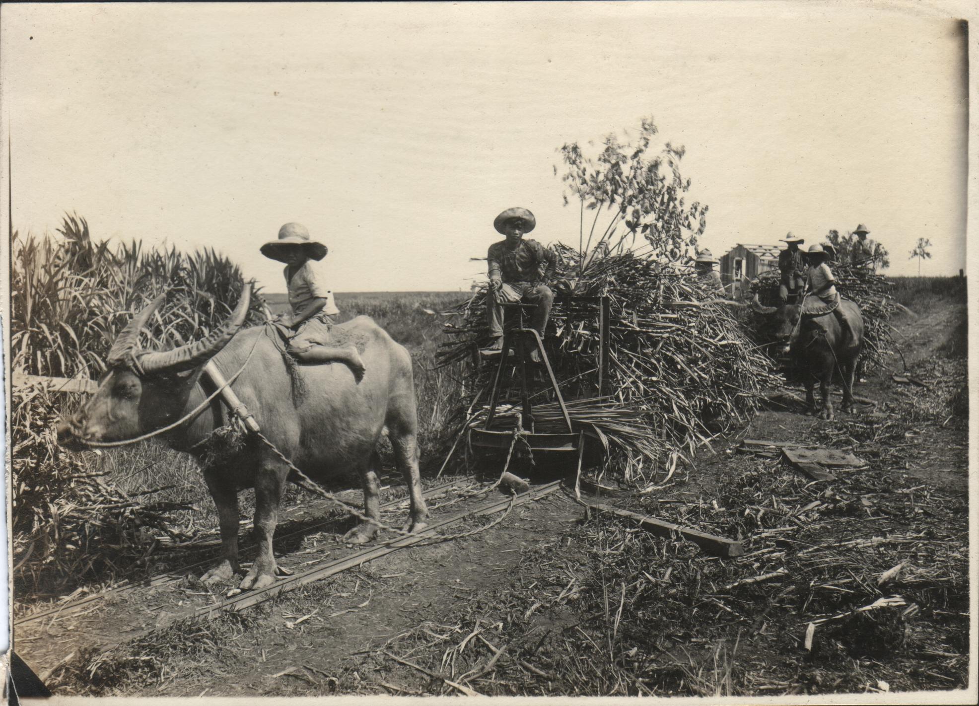 Carabaos hauling cars of sugarcane on Gil Lopez’s sugar plantation. Fabrica Negros Occidental, P. I.