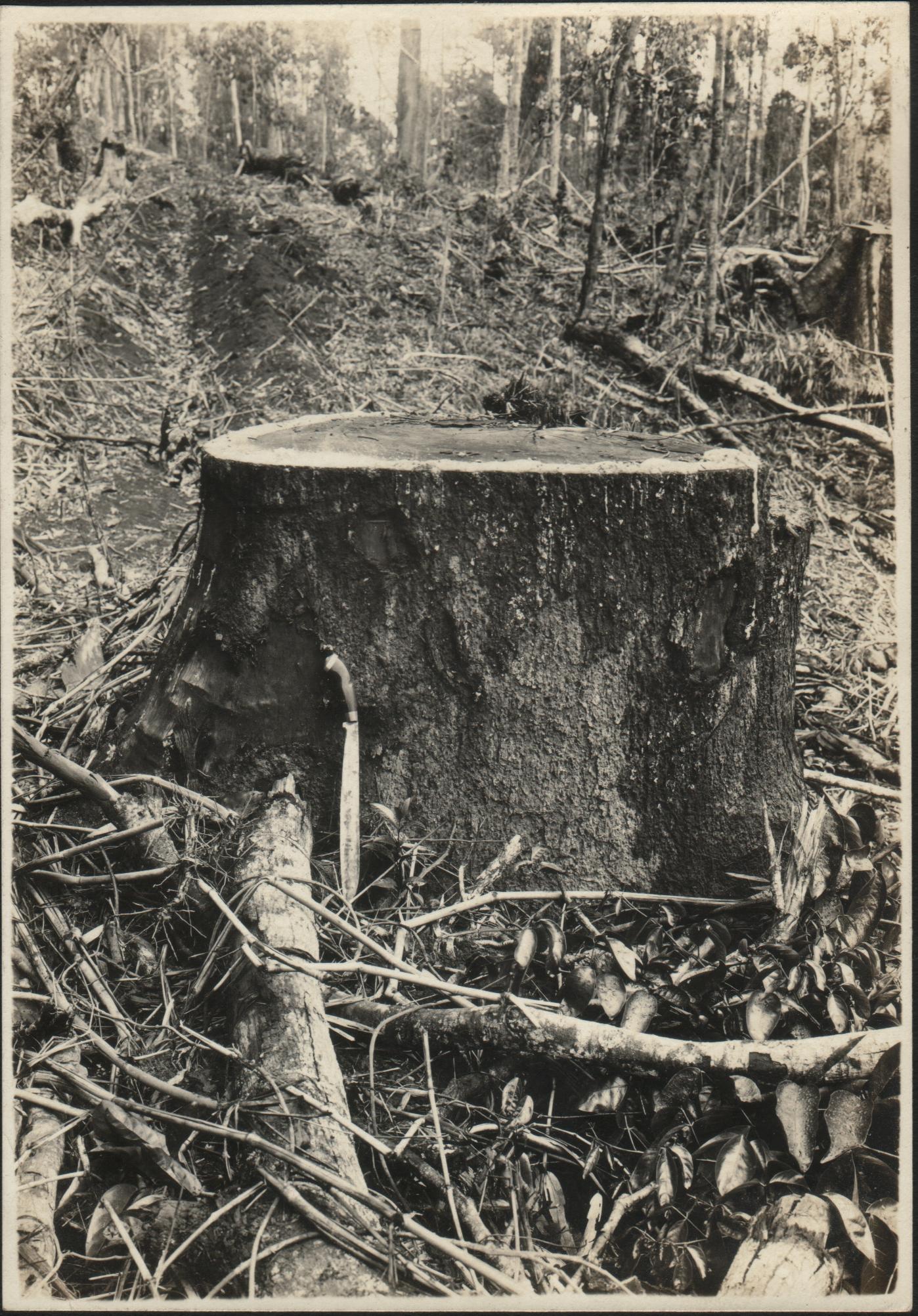 Good stump height. Palosapis [Shorea palosapis, also called Philippine Mahogany or White Lauan] stump 1 meter 46 centimeters diameter, stump height less than 1 meter, Limay, Bataan.