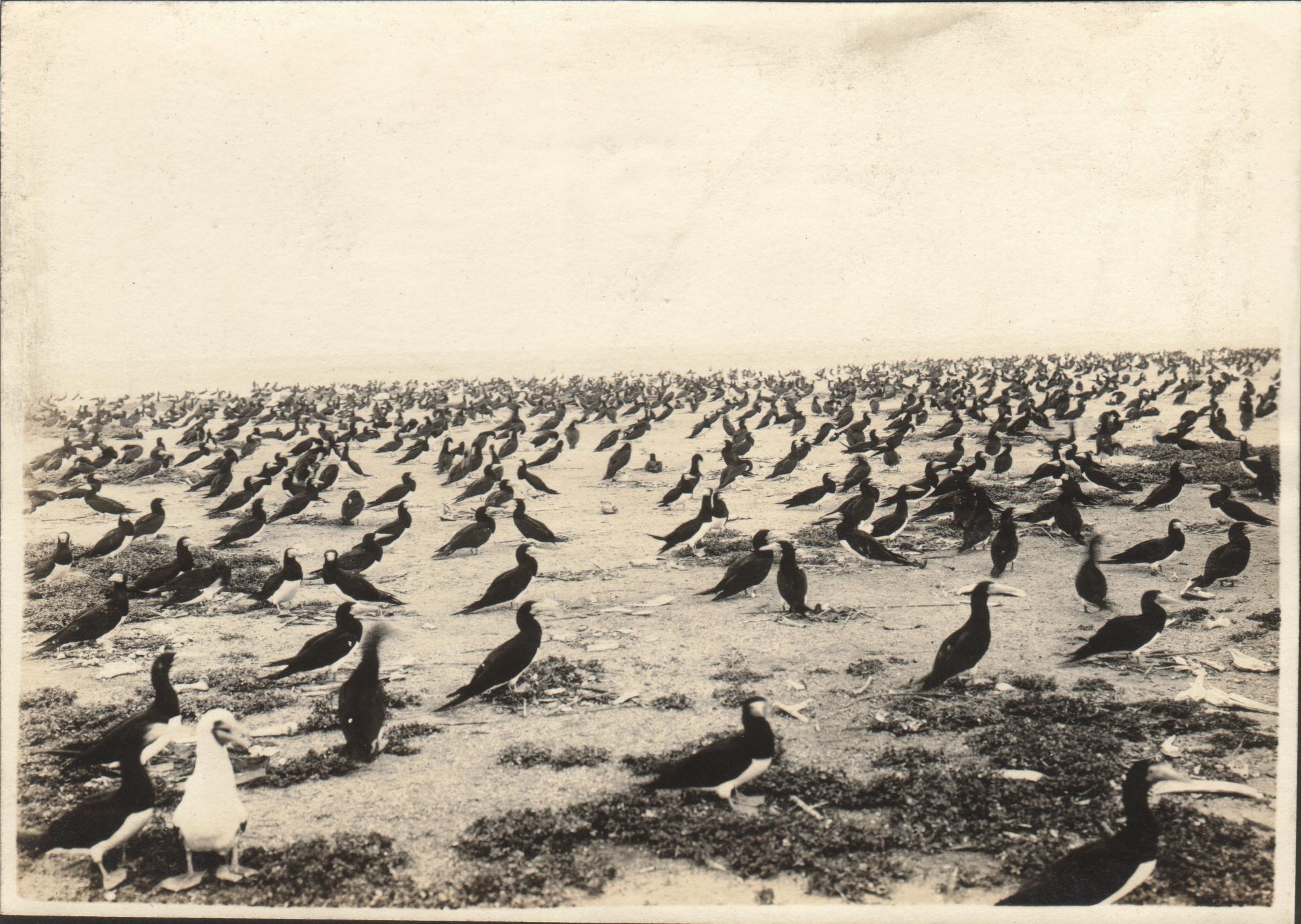 Boobies breeding at Tubataja {Tubbataha] Reef, Sulu Archipelago.