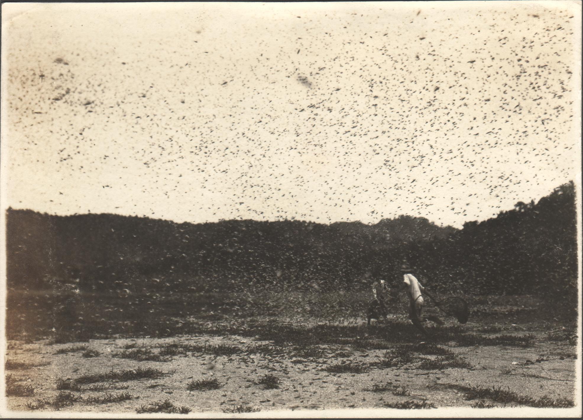 A flight of locusts. Atimonan, Tayabas.