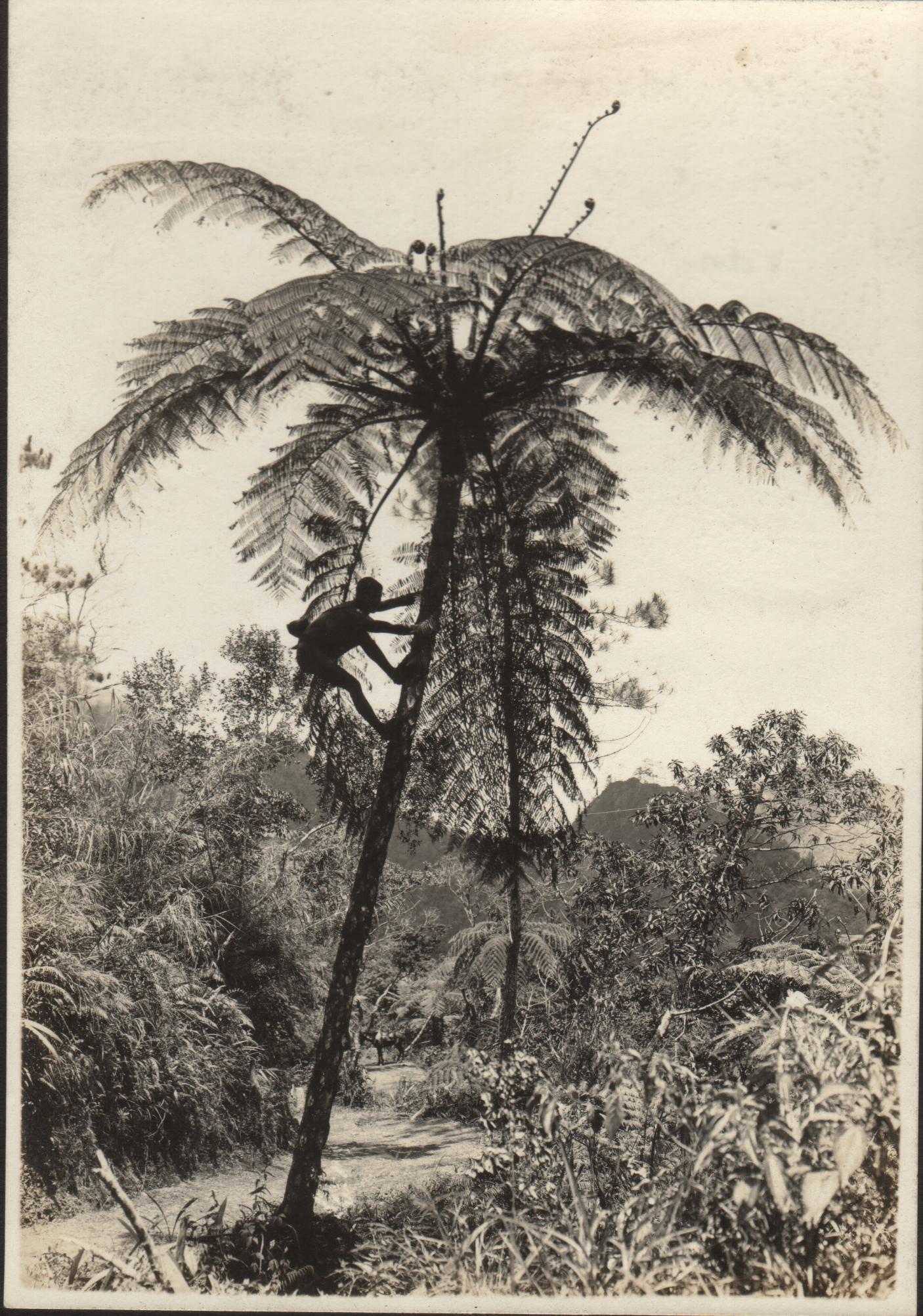 Tree ferns on the highest point of the Cervantes-Tagudin Road.