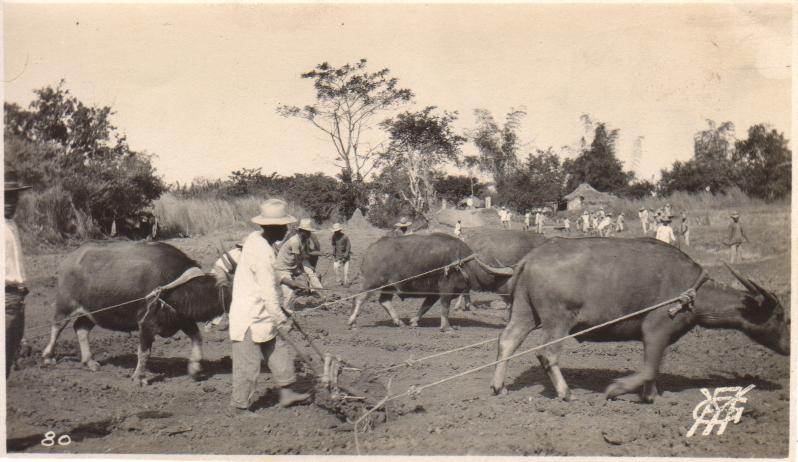 80. [Untitled – Plowing dry fields with carabao].