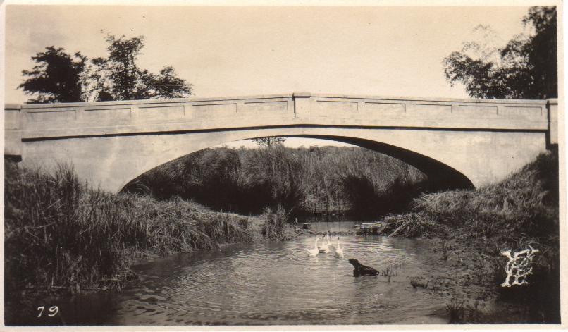 79. [Untitled – Swans in the river under a modern concrete arch bridge].