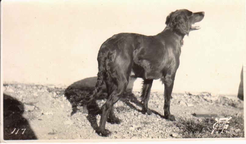 117. [Untitled – A dog].