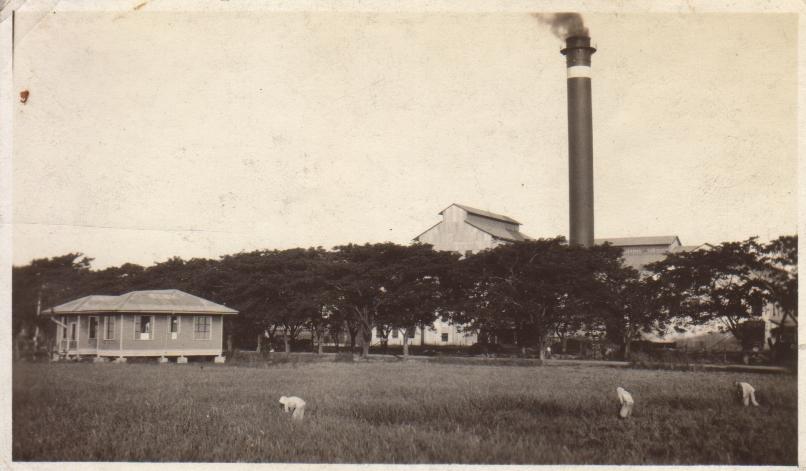 [Untitled – Rice farming next to a sugar central?].