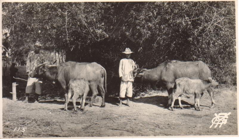 115. [Untitled – Carabaos and calves].