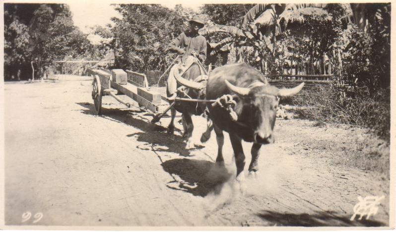 99. [Untitled – Man rides carabao team pulling cart].