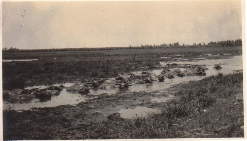 [Untitled – Herd of carabao cooling off in a water hole].