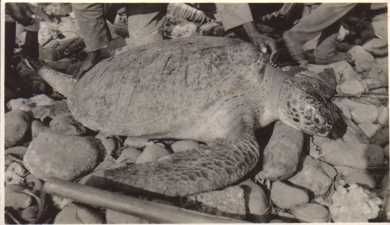 [Untitled – Sea turtle on a rocky Philippine shore].