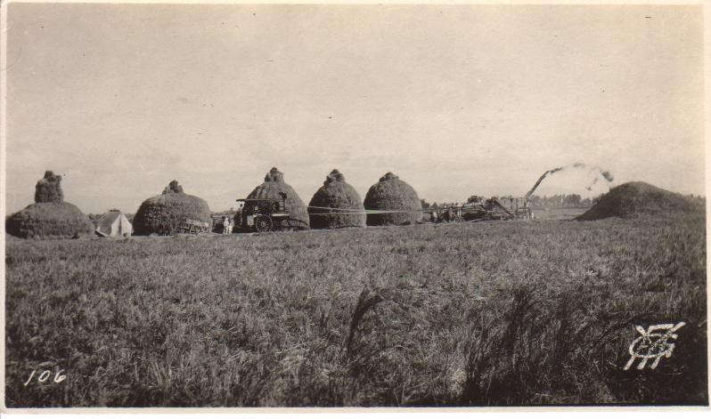 106. [Untitled – Rice harvesting and haystacks drying stalks].