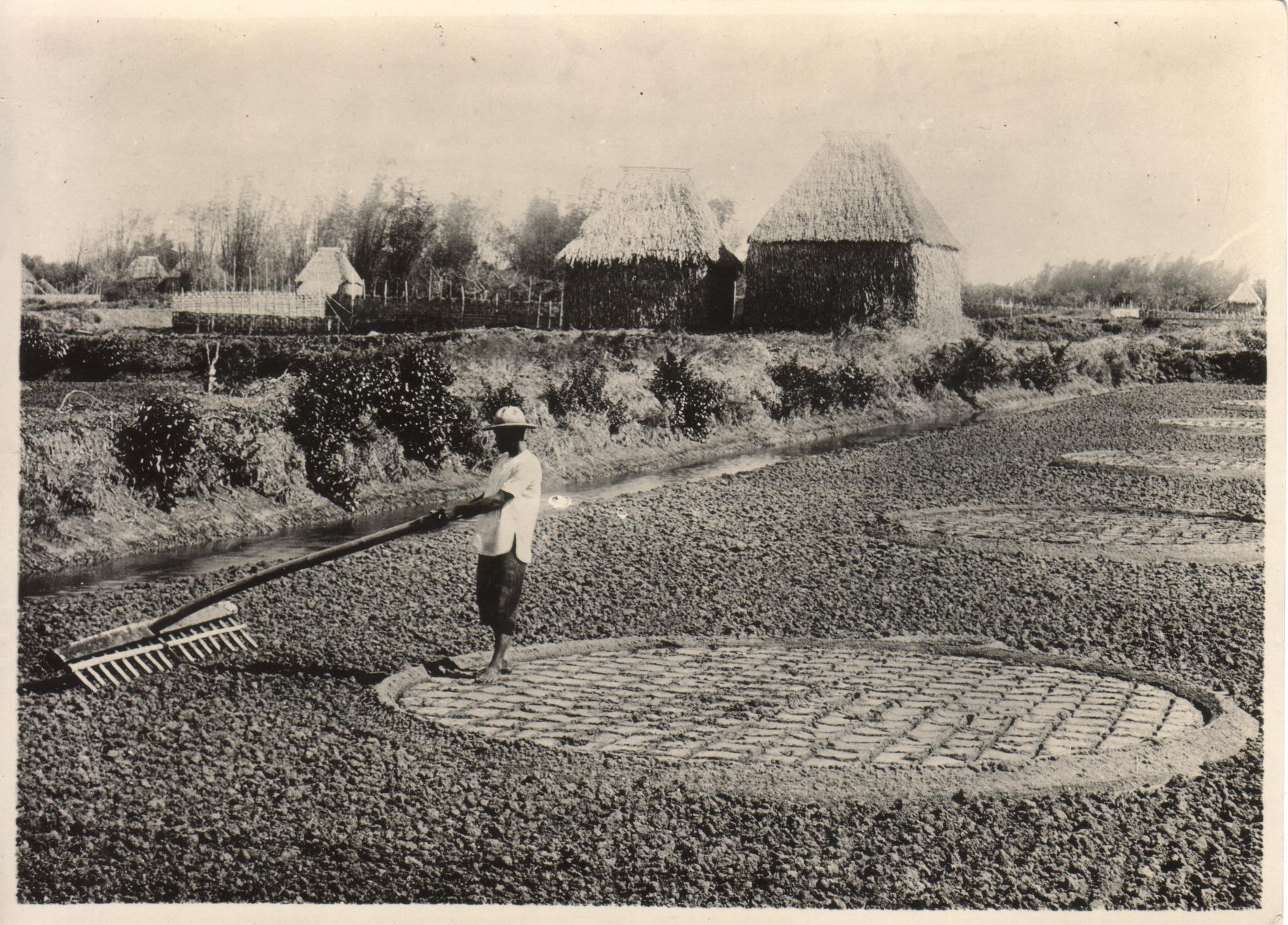 Salt production by the Philippine method. Preparing the soil to be sprinkled with brackish water. Bacoor.