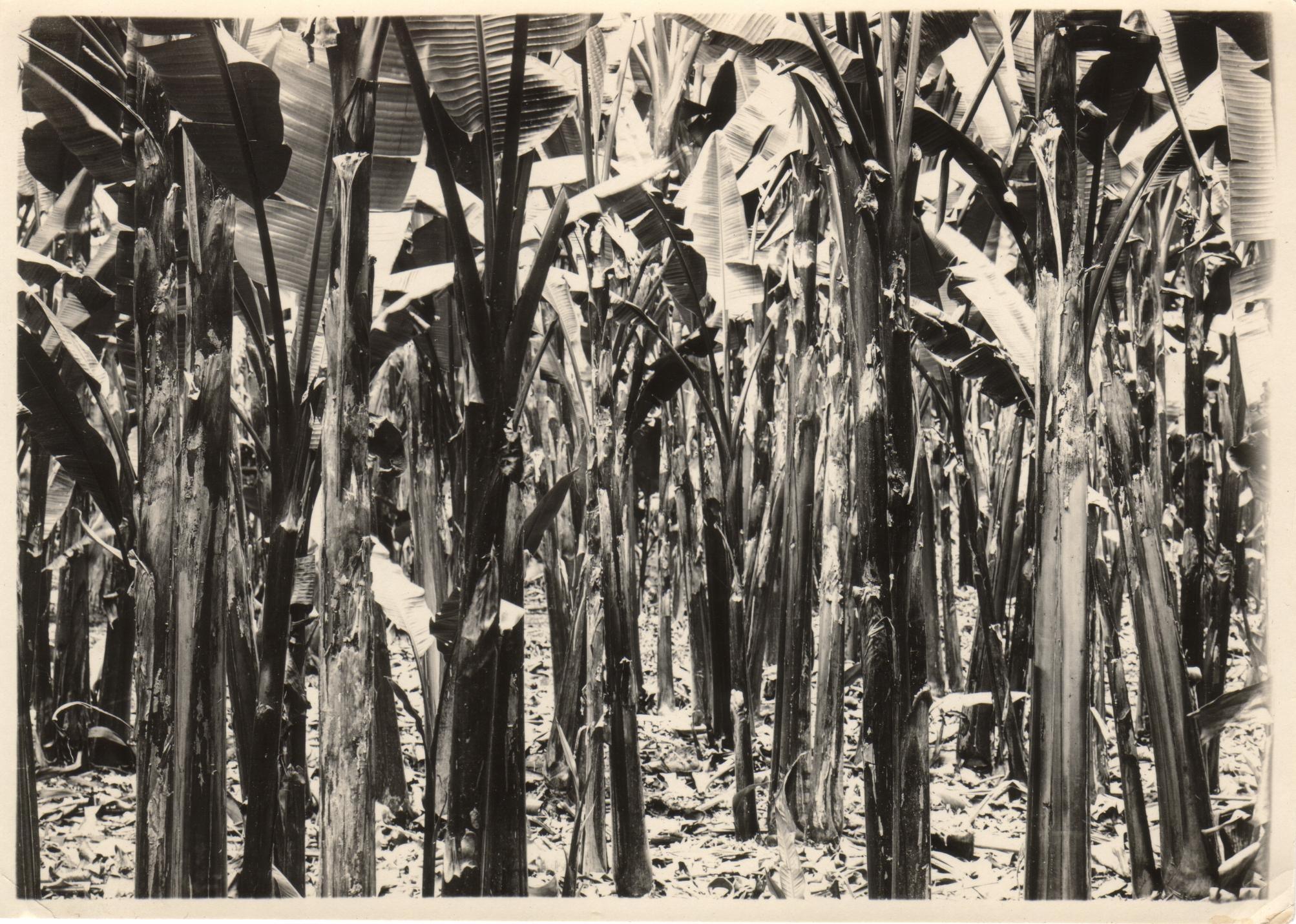Interior view of a small hemp plantation. Albay Province.