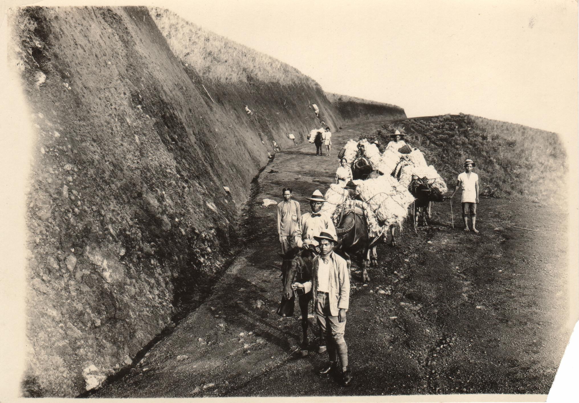 Animals heavily loaded with hemp [on a steep mountain road]. Kalasangay,  Bukidnon Province.
