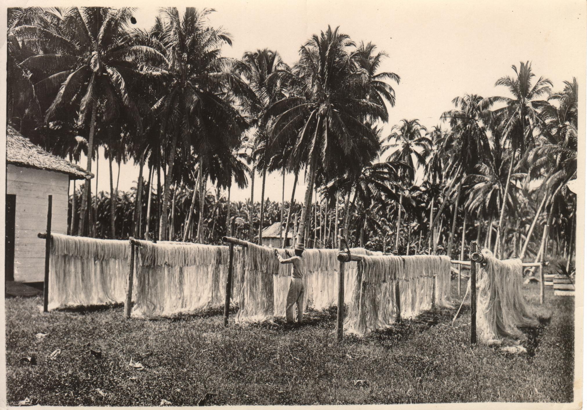 Hemp drying – Zamboanga, Mindanao.